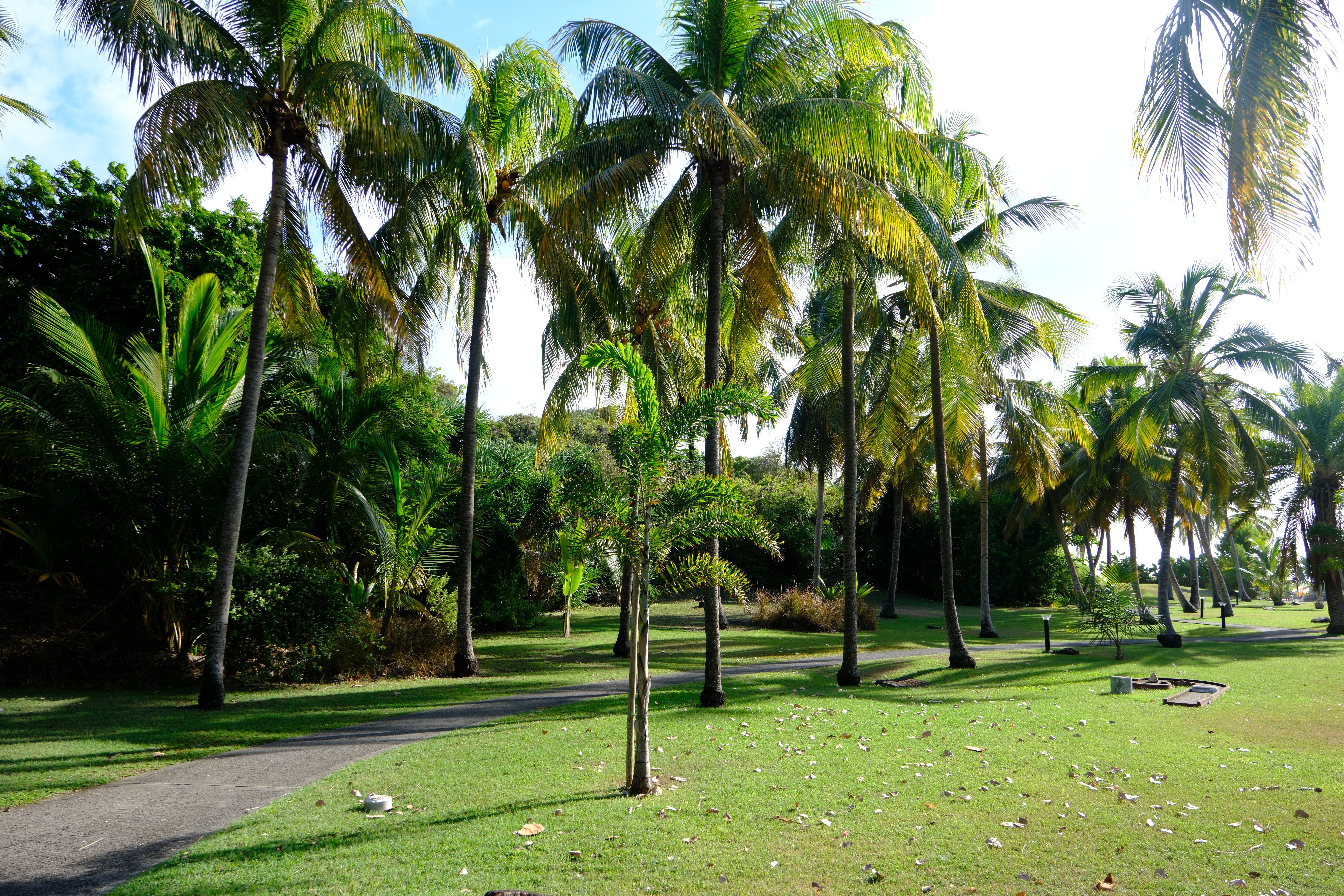 Cocoteraie et jardin tropical de la résidence Anse des Rochers